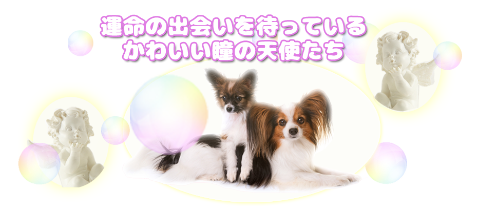 運命の出会いを待っているかわいい瞳の天使たち