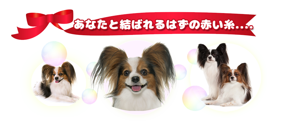 あなたと結ばれるはずの赤い糸....